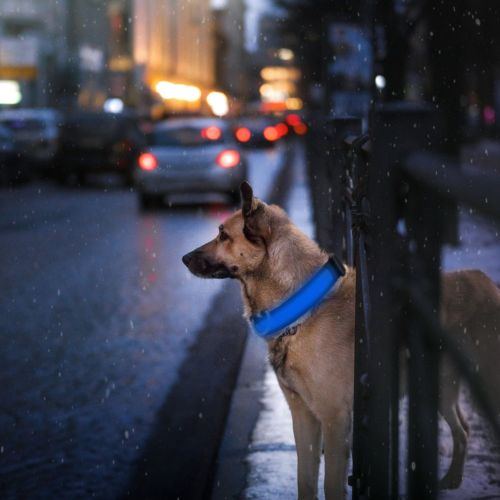 LED Dog Collar USB Rechargeable Adjustable Dog Safety Collar Night Safety Flashing Luminous Light up Collar LED Dog Collar USB Rechargeable Adjustable Dog Safety Collar Night Safety Flashing Luminous Light up Collar